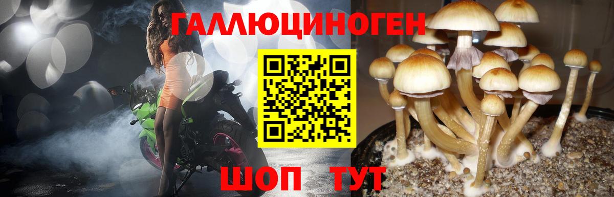 Пятигорск  Псилоцибиновые грибы GOLDEN TEACHER  Вход с VPN  Псилоцибиновые грибы прущие грибы 